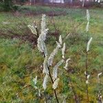 Salix daphnoides 花