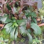 Digitalis ferruginea Blatt