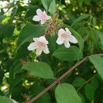 Kolkwitzia amabilis Flower