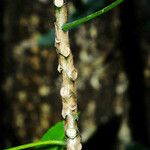 Ardisia crenata Кара