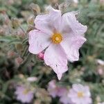 Cistus parviflorus Flower