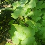 Veronica persica Leaf