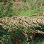 Arundo micrantha Blodyn