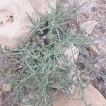 Blepharis linariifolia Liść