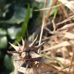 Carex grayi অন্যান্য