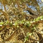 Maerua crassifolia Hoja