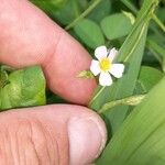 Oxalis barrelieri পাতা