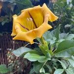 Solandra maxima Kvet