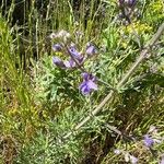 Teucrium orientale Flower