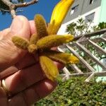 Handroanthus ochraceus Flower