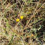 Linum trigynum Flower