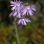 Soldanella villosa Flower