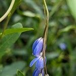 Billardiera heterophylla 花