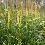 Diphasiastrum complanatum Likasa