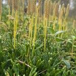 Lycopodium complanatum Folha