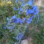 Salvia azurea 花