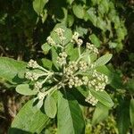 Pluchea carolinensis Flower