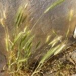 Hordeum murinum 整株植物