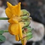 Coronilla minima