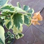 Bougainvillea glabraBlatt