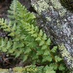 Woodsia alpina Diğer