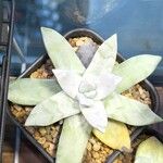 Dudleya pachyphytum List