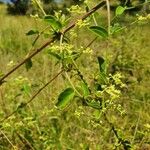 Helinus integrifolius Blomst