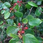 Frangula alnus Fruit