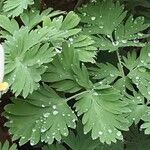 Dicentra cucullaria Fuelha