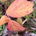 Rubus macrophyllus Blad