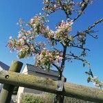 Malus × floribundaЦветок