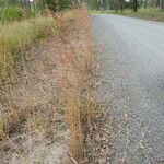 Themeda quadrivalvis Агульны выгляд