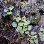 Pterostylis ophioglossa Yaprak