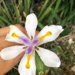 Dietes grandiflora Flower