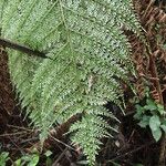 Asplenium hypomelas Leaf