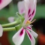 Pelargonium echinatum Flower