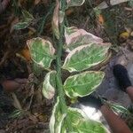 Euphorbia tithymaloides Liść