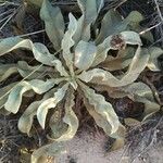 Verbascum niveum List