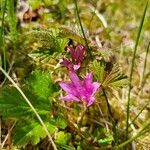 Rubus arcticus 花