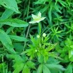 Anemone virginiana Flor