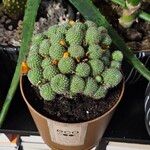 Rebutia minuscula Yaprak