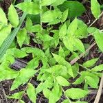 Commelina diffusaLeaf