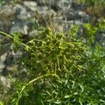 Laserpitium gallicum 花