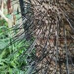 Aiphanes minima Corteza
