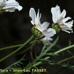 Leucanthemum corsicum