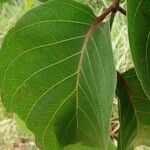 Nauclea latifolia Folio