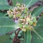 Euphorbia heterophylla Ffrwyth