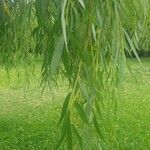 Salix babylonica Deilen