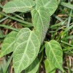 Rhynchosia usambarensis Hoja