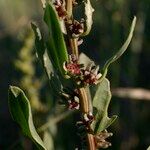 Beta macrocarpa Beste bat